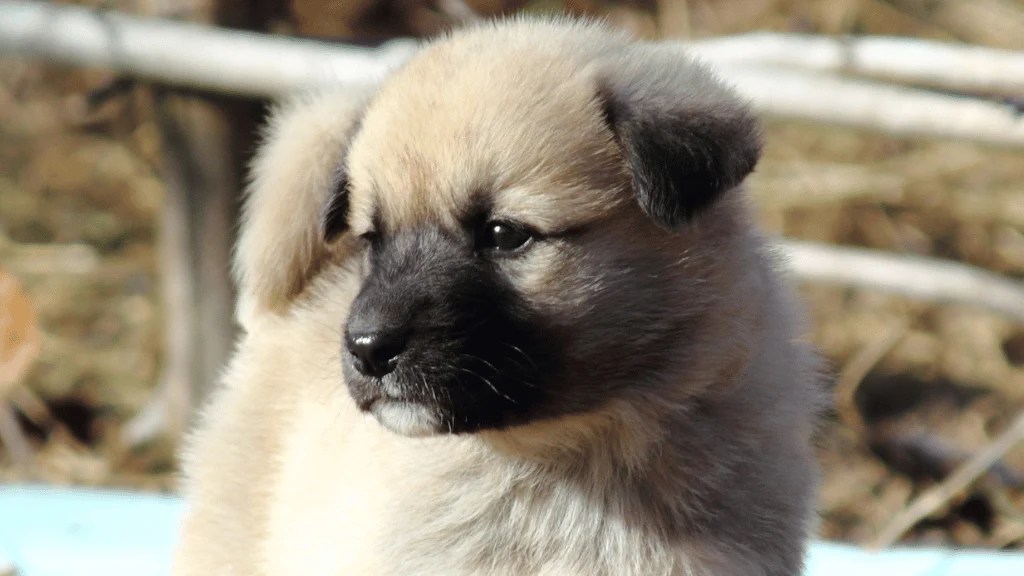 Anatolian Shepherd Lab Mix (Traits, Tips & Facts) LabraJoy