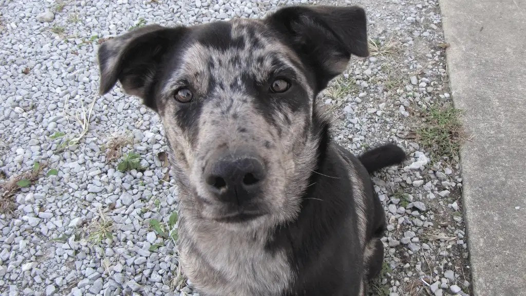 Labahoula Dog Breed (Catahoula Lab Mix) LabraJoy