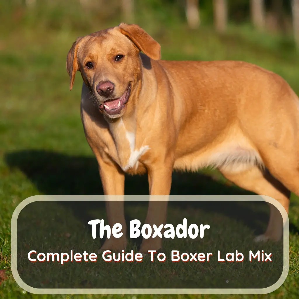 The Boxador Complete Guide To Boxer Lab Mix LabraJoy