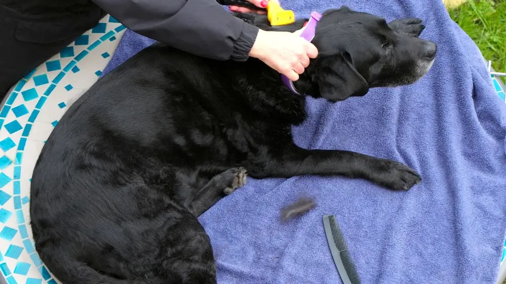 Shave A Lab? Know The Facts First! LabraJoy