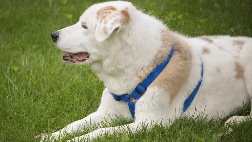 Aussiedor Australian Shepherd Lab Mix LabraJoy