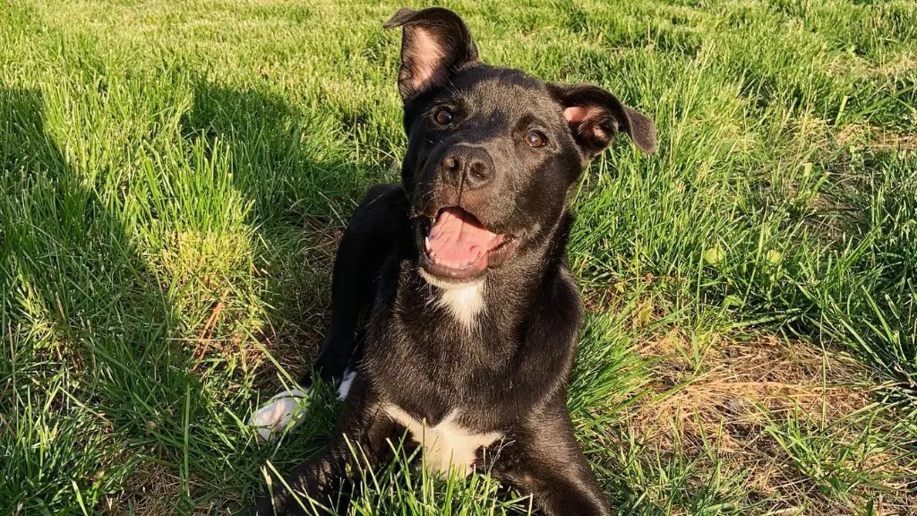 All About Chabrador (Chow Chow Labrador Mix) LabraJoy