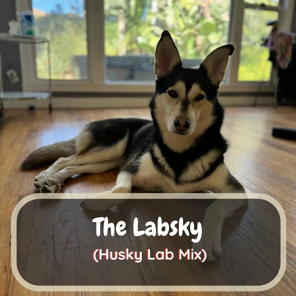 The Labsky Complete Guide To Husky Lab Mix LabraJoy