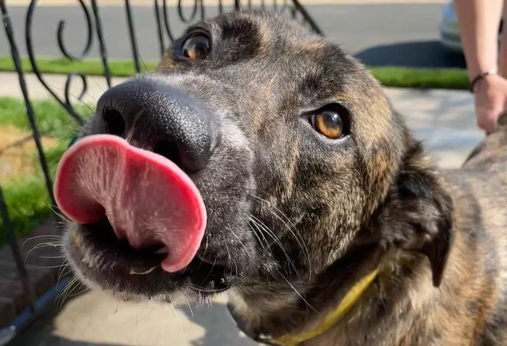 All About Chabrador (Chow Chow Labrador Mix) LabraJoy