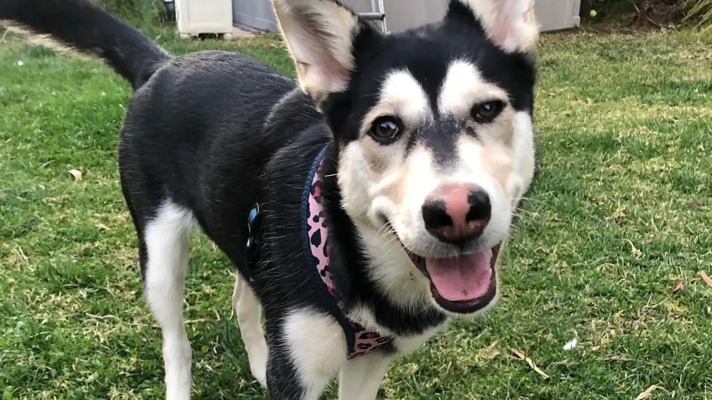 The Labsky Complete Guide To Husky Lab Mix LabraJoy