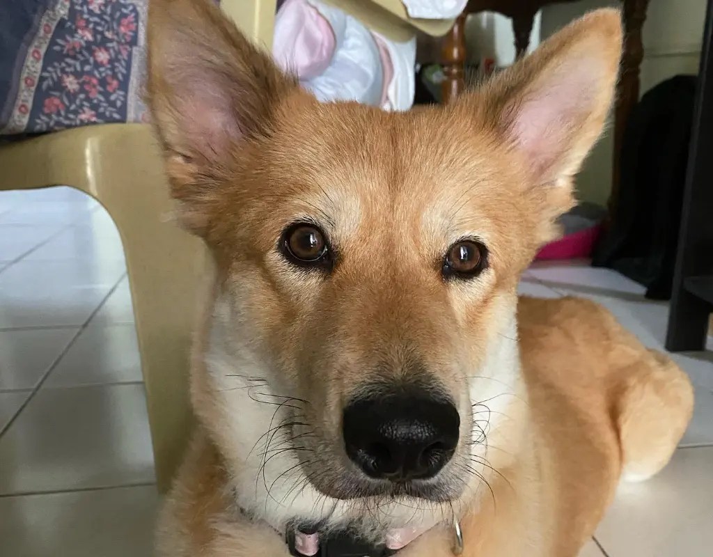 All About Chabrador (Chow Chow Labrador Mix) LabraJoy