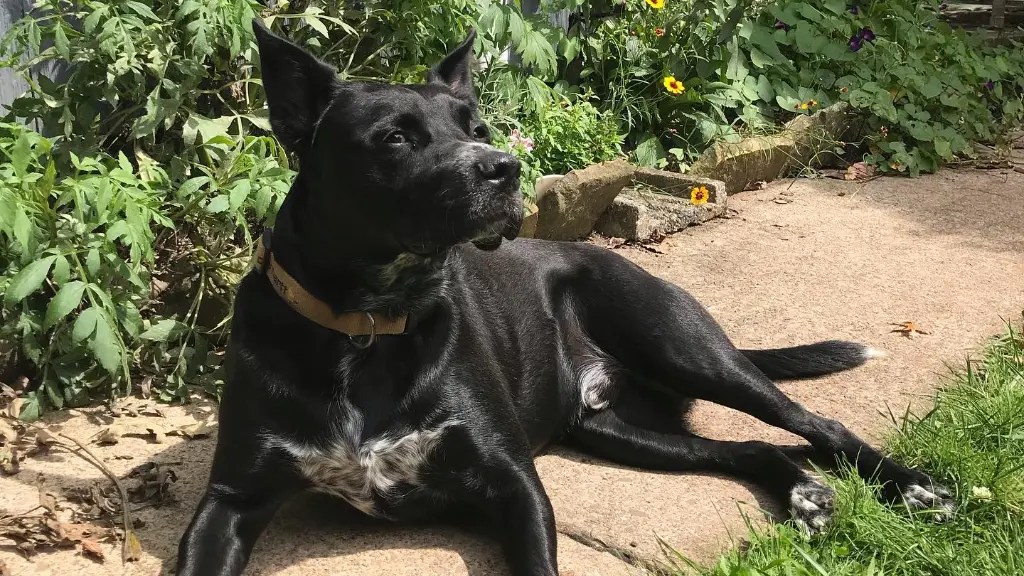 Labraheeler (Labrador And Blue Heeler Mix) LabraJoy