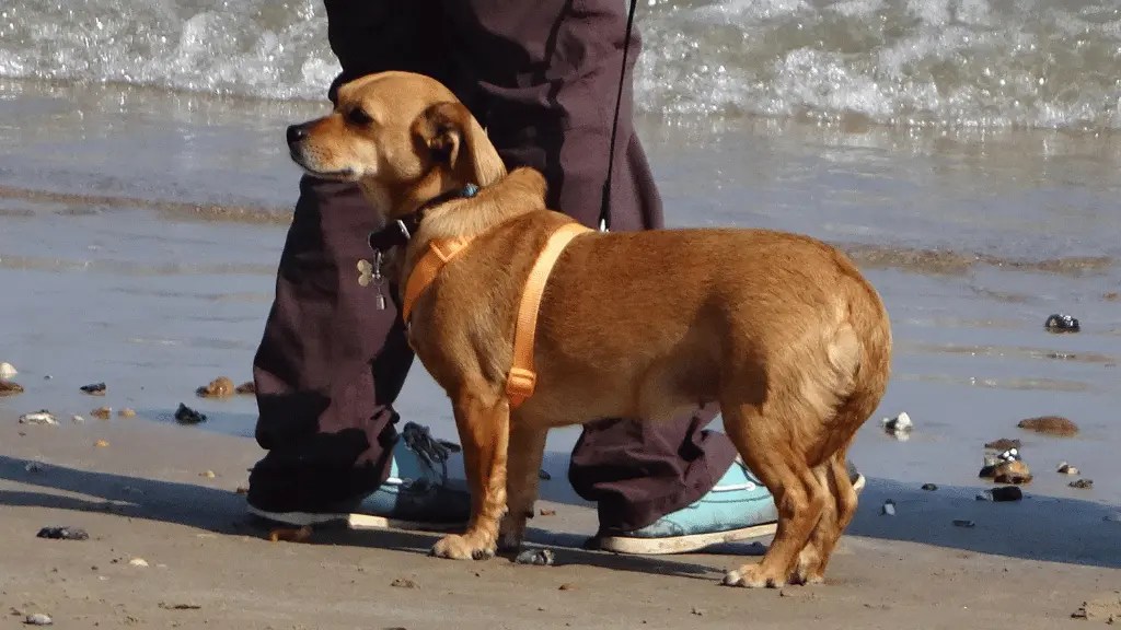 Lab Breed Mix) Facts & Traits LabraJoy