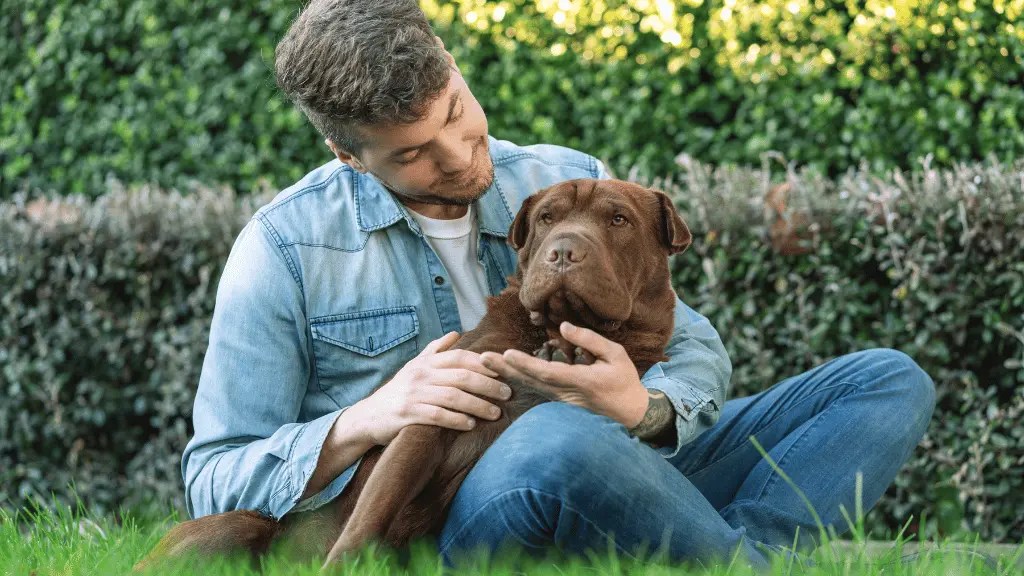 Shar Pei Lab Mix (Traits, Facts And Tips) LabraJoy