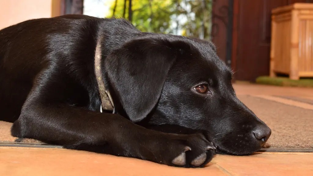 Are Labradors Lazy? 10 Reasons Why And Solutions! LabraJoy