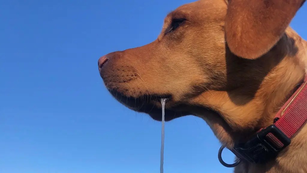 Labrador Retriever Drooling Why & What To Do! LabraJoy