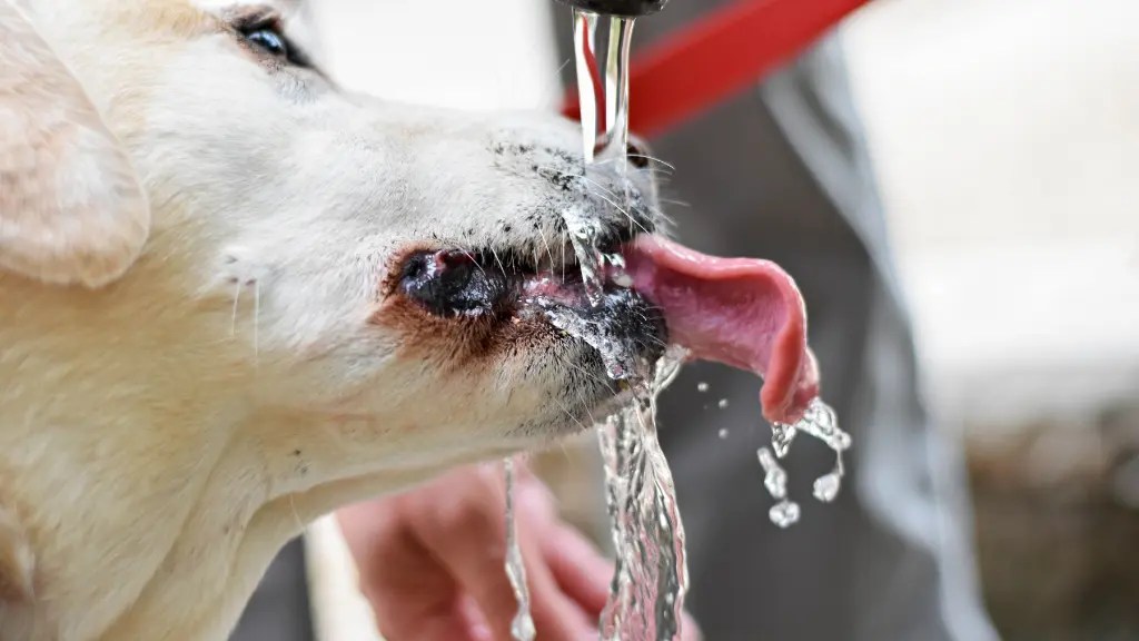 Labrador Retriever Drooling Why & What To Do! LabraJoy