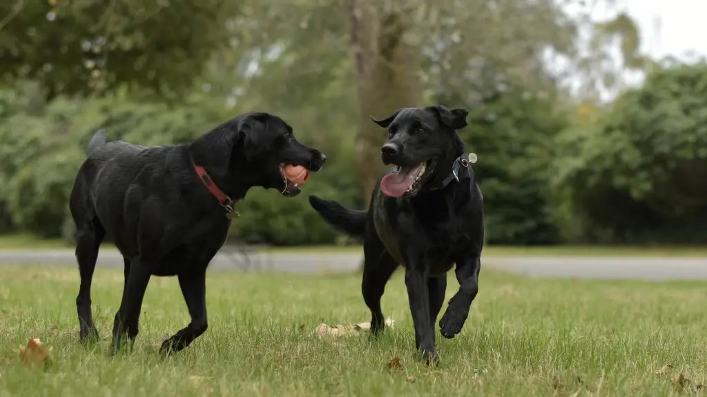 Labrador Retriever Drooling Why & What To Do! LabraJoy