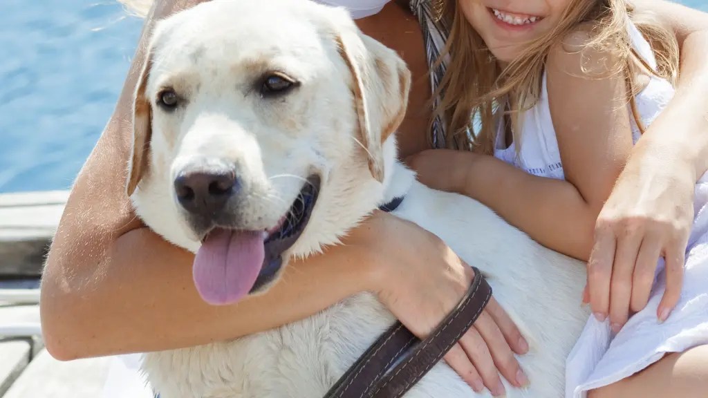 Labrador Retriever Drooling Why & What To Do! LabraJoy