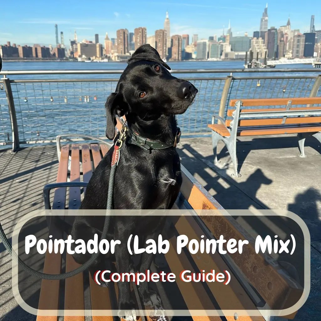 The Pointador (Lab Pointer Mix) All To Know! LabraJoy