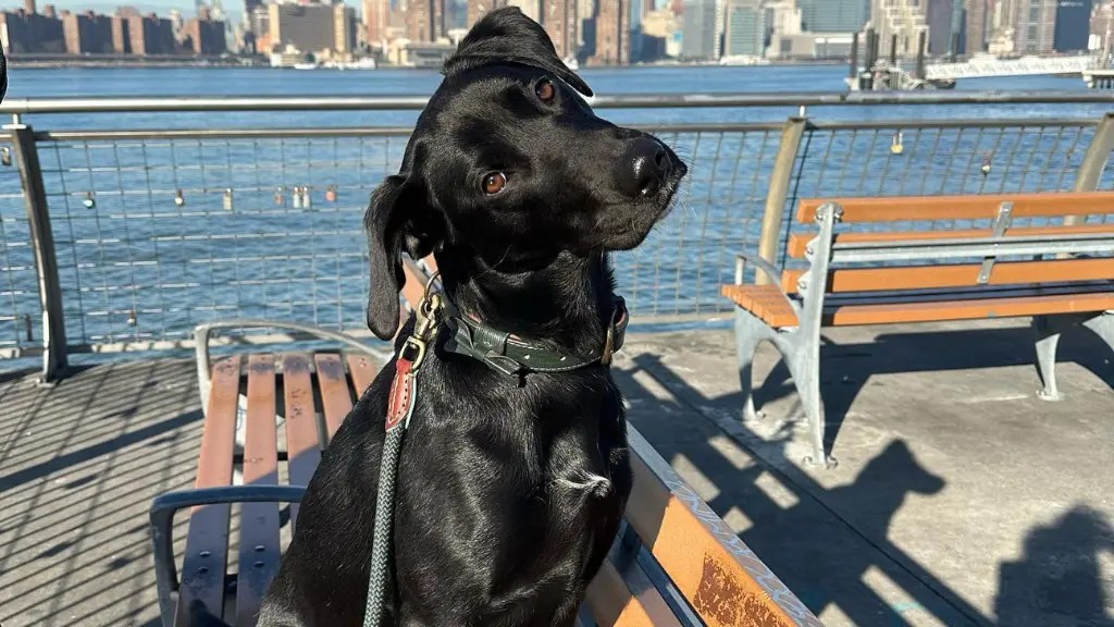 The Pointador (Lab Pointer Mix) All To Know! LabraJoy