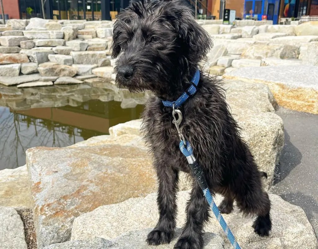 Revealed The Goldendoodle Lab Mix Secret Now! LabraJoy