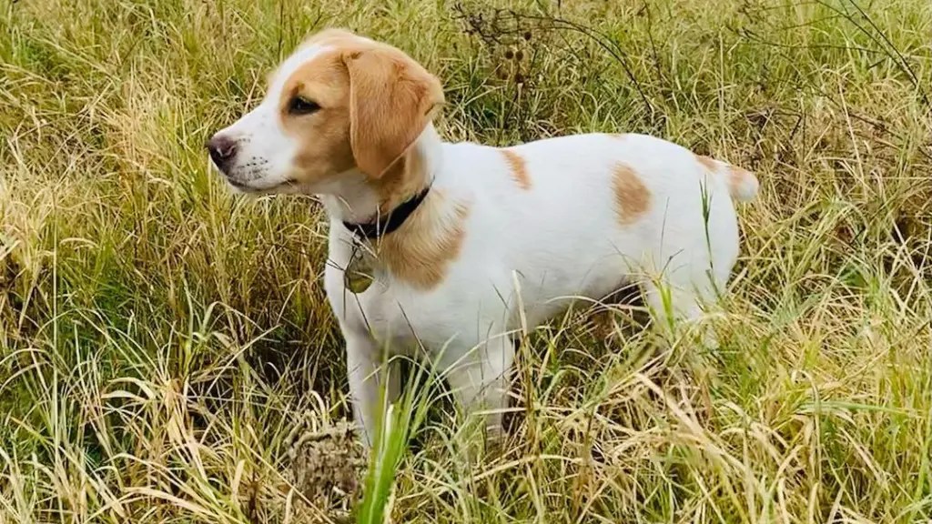 Labany Guide Master The Brittany Labrador Mix Essentials!