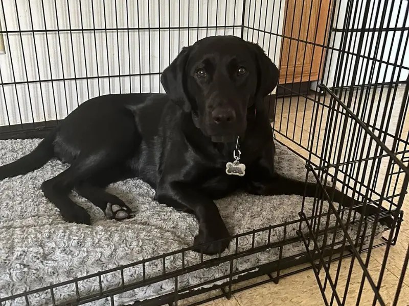 What Size Crate Does A Lab Need? (Expert Tips) LabraJoy