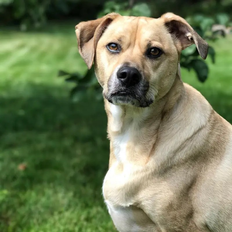 Black Mouth Cur Lab Mix Meet Your New Pal! LabraJoy