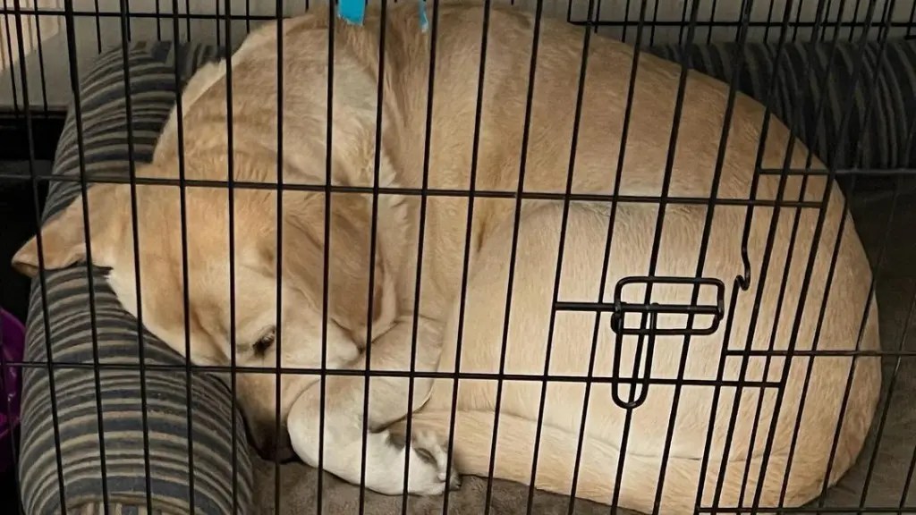 What Size Crate Does A Lab Need? (Expert Tips) LabraJoy