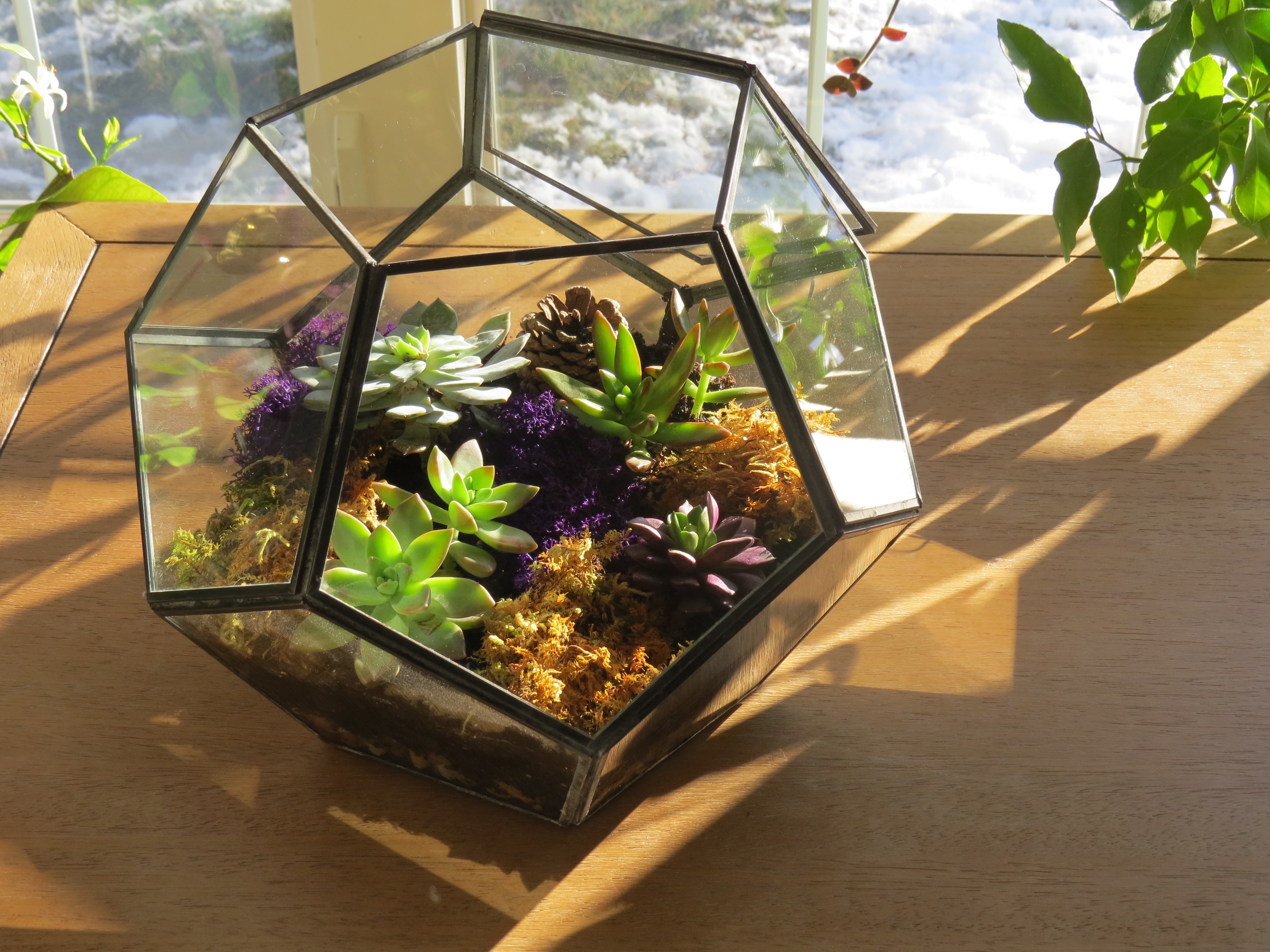 Terrarium pour plantes grasses instructions détaillées et