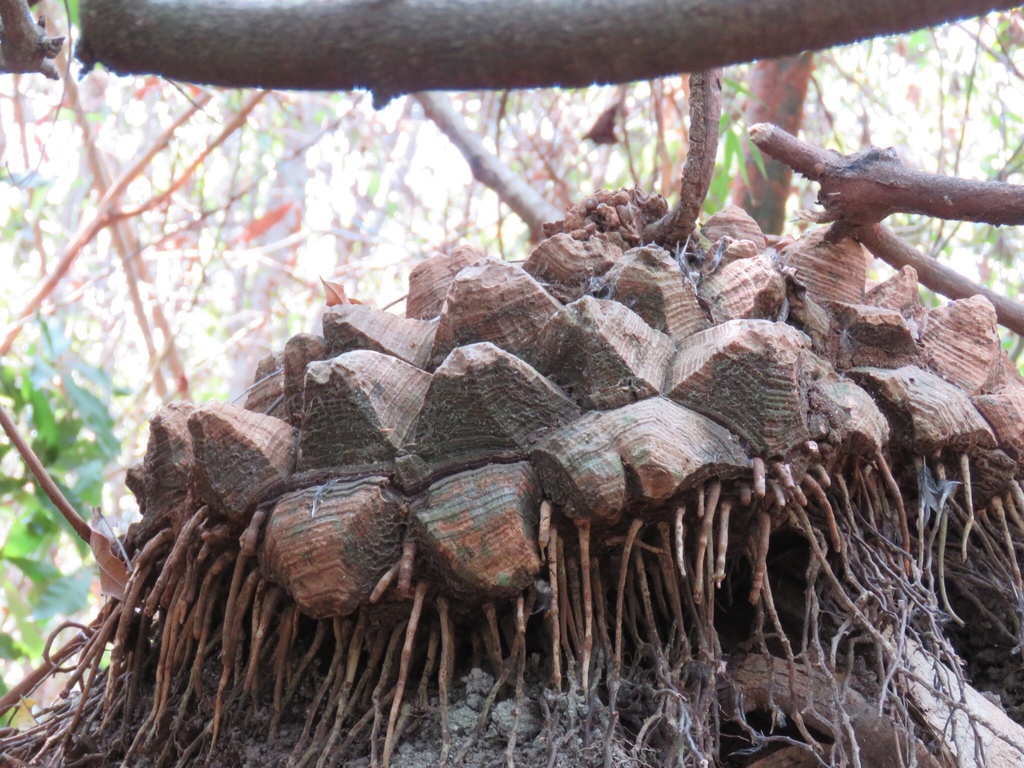 Discover The Health Benefits of Cocolmeca Today!