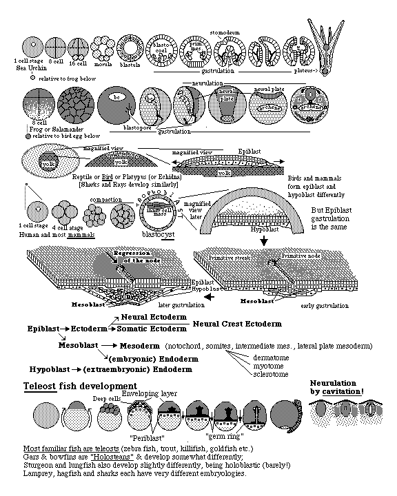 Biology 104 Spring 2002 - Gastrulation