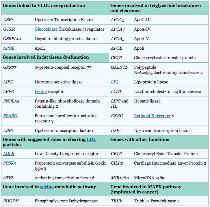 13 Causes of High Triglycerides + Normal Levels SelfDecode Labs