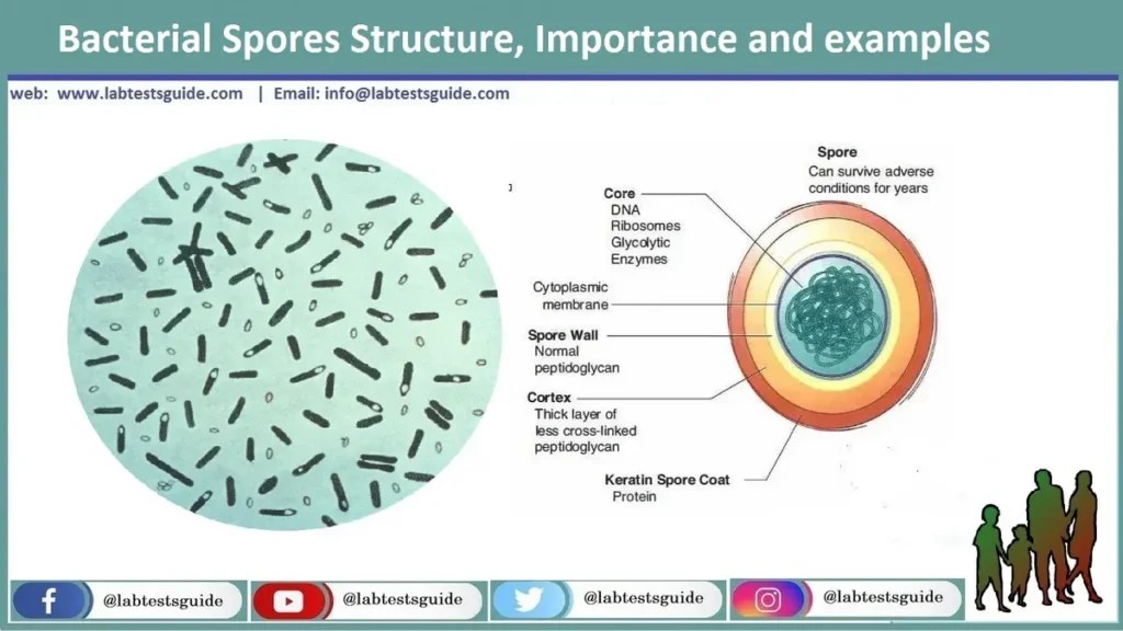 Bacterial Spores Structure, Importance and examples Lab Tests Guide