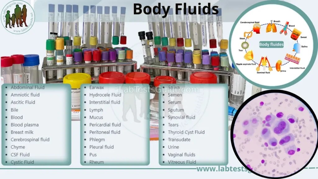 Body Fluids Types, Defination and Overview Lab Tests Guide