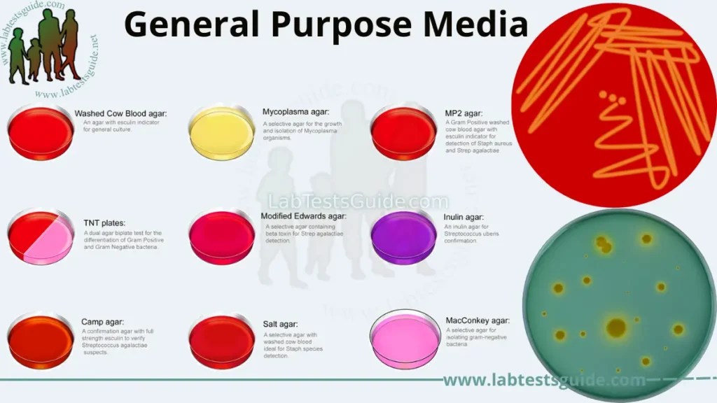 General Purpose Media Types, Composition, Preparation, and Uses A