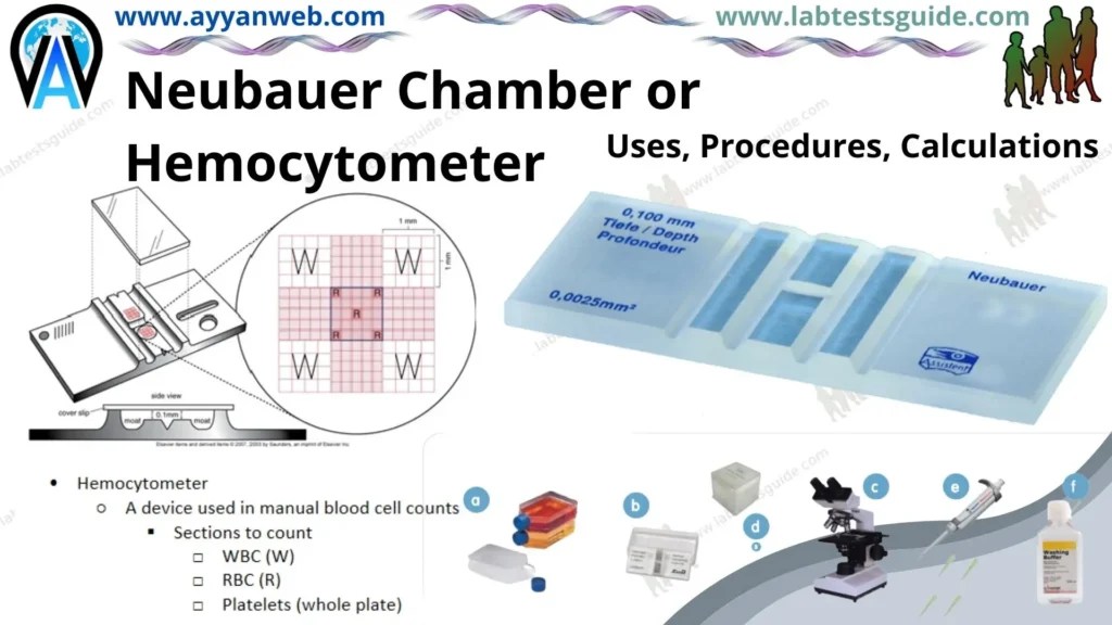 Hemocytometer Types, Design, Parts, and Procedure for Cell Counting