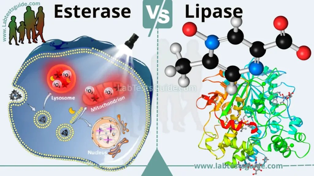 Differences Between Esterase and Lipase Lab Tests Guide
