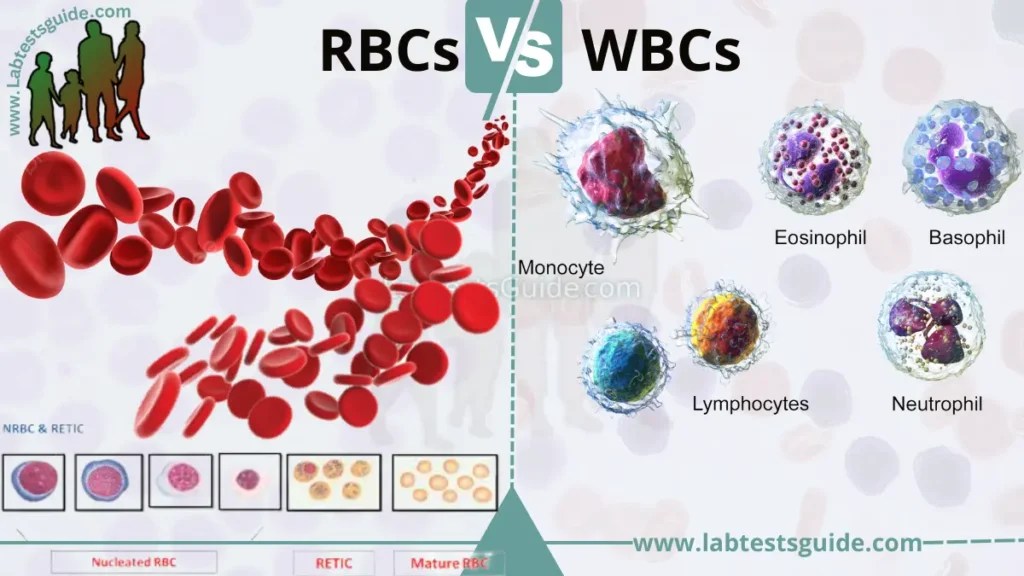Differences Between RBCs and WBCs Lab Tests Guide