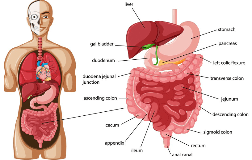 Digestive System Diagram And Functions