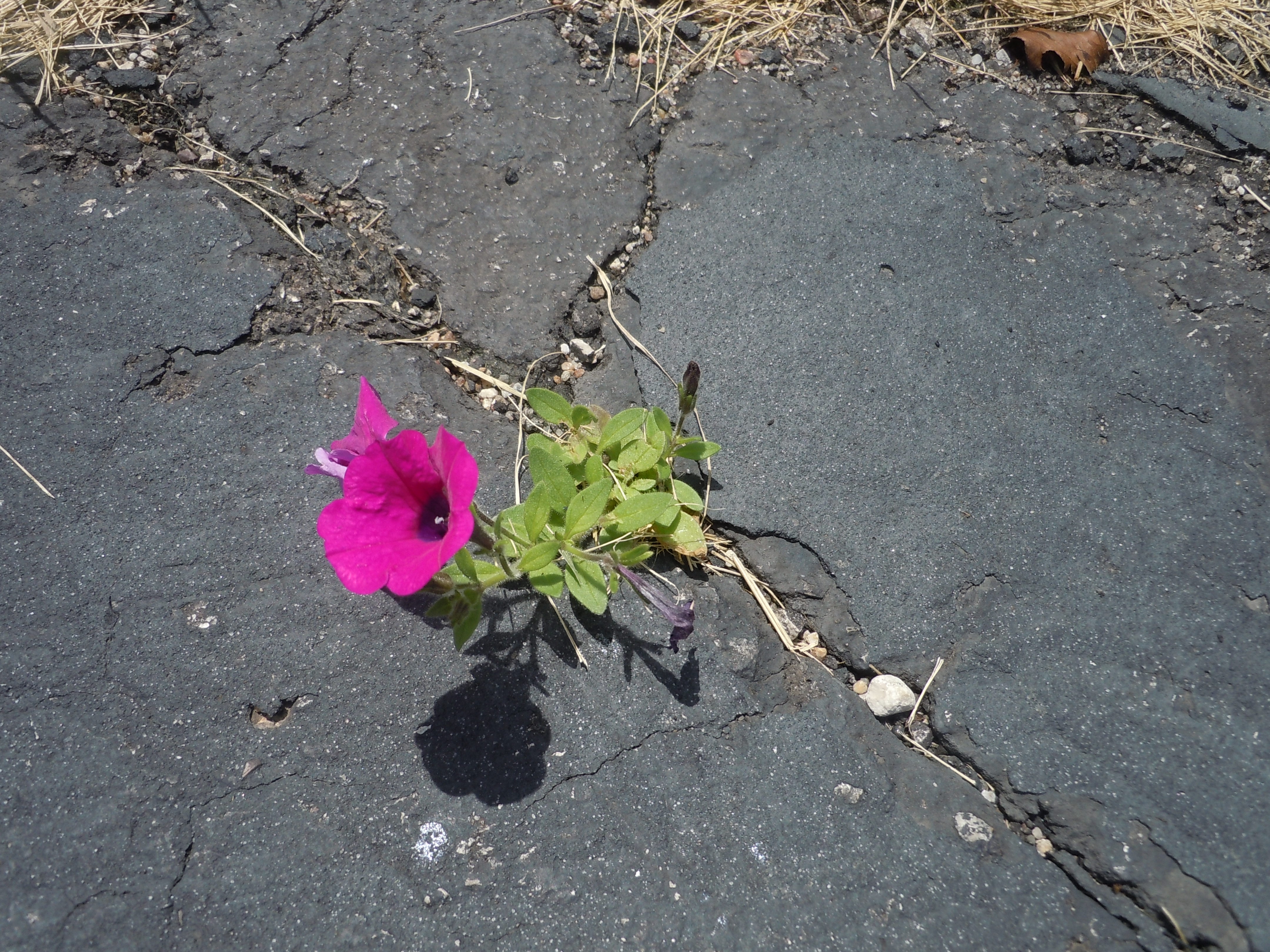 Everyday Miracles and Perseverance Laced With Grace Christian Devotions