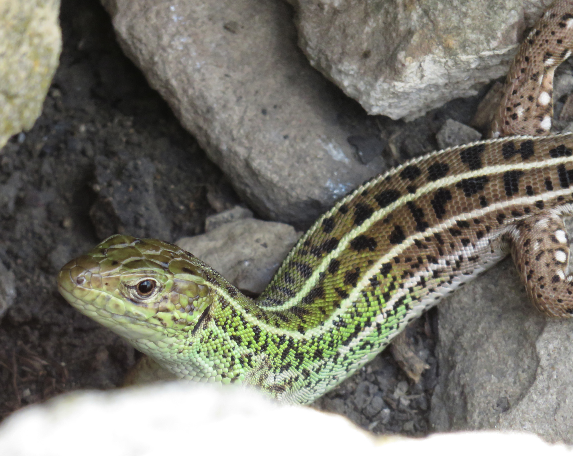 Lacerta LINNAEUS,1758