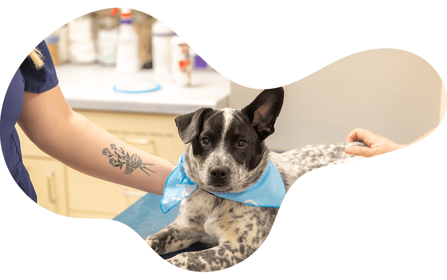 Veterinarians and Animal Hospital in La Crosse, WI La Crosse