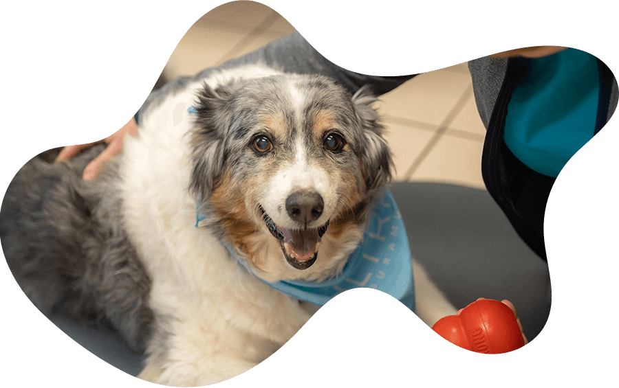Pet Wellness Care in La Crosse, WI La Crosse Veterinary Clinic