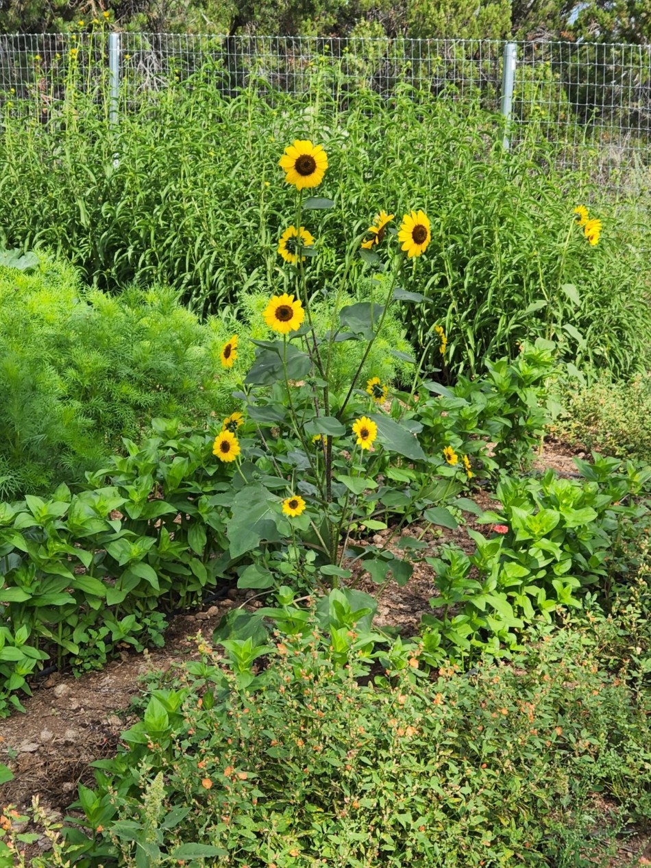Sunflowers Sprout In Garden In Pajarito Acres