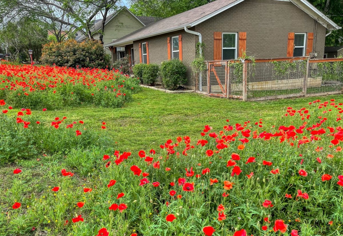 Posts From The Road Red Poppies In Texas