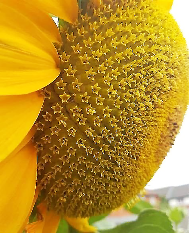 Amateur Naturalist Springtime Flowers … The Fibonacci Math Series Returns