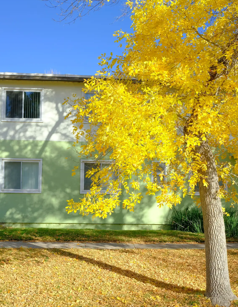 Fall Colors Illuminate Afternoon Shadows On Central Avenue