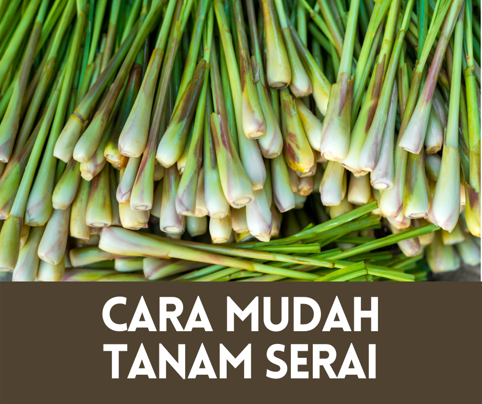 cara tanam serai dalam pasu