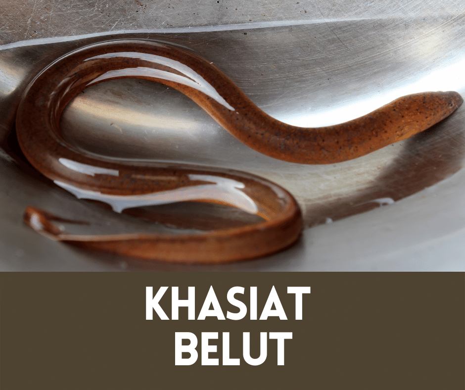 Khasiat Belut Yang Ramai Orang Perlu Tahu Portal Info