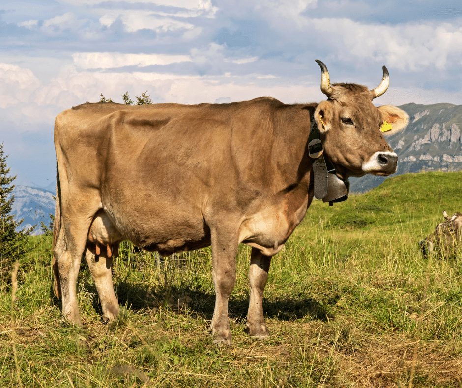6 Baka Lembu Tenusu Di Malaysia Huraian Serta Gambar