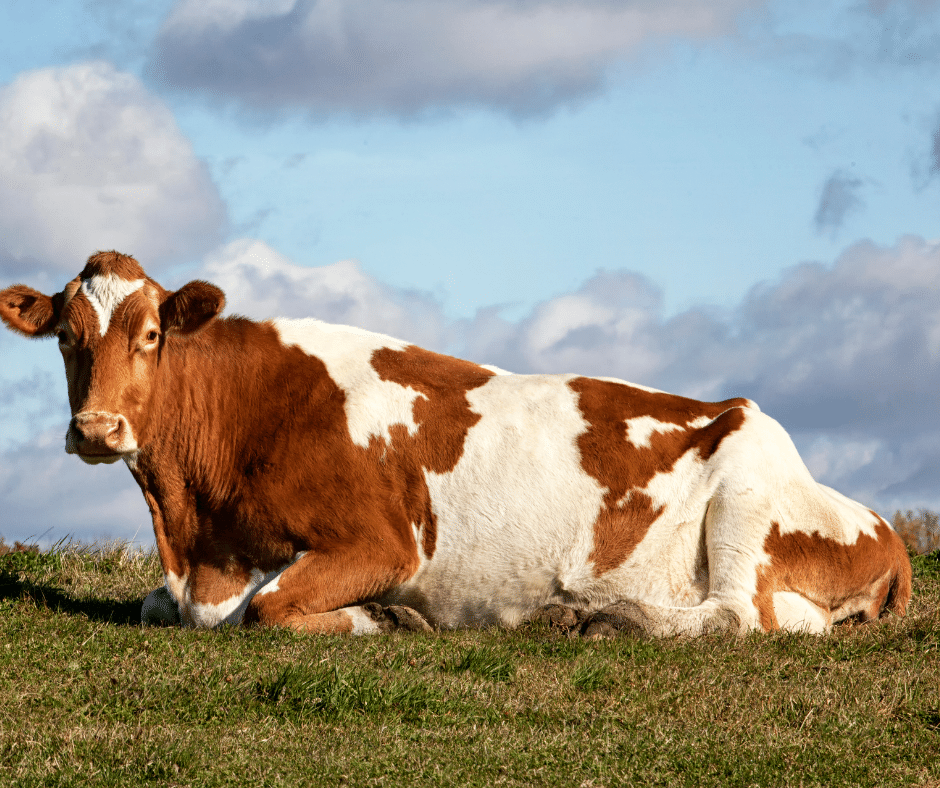 6 Baka Lembu Tenusu Di Malaysia Huraian Serta Gambar