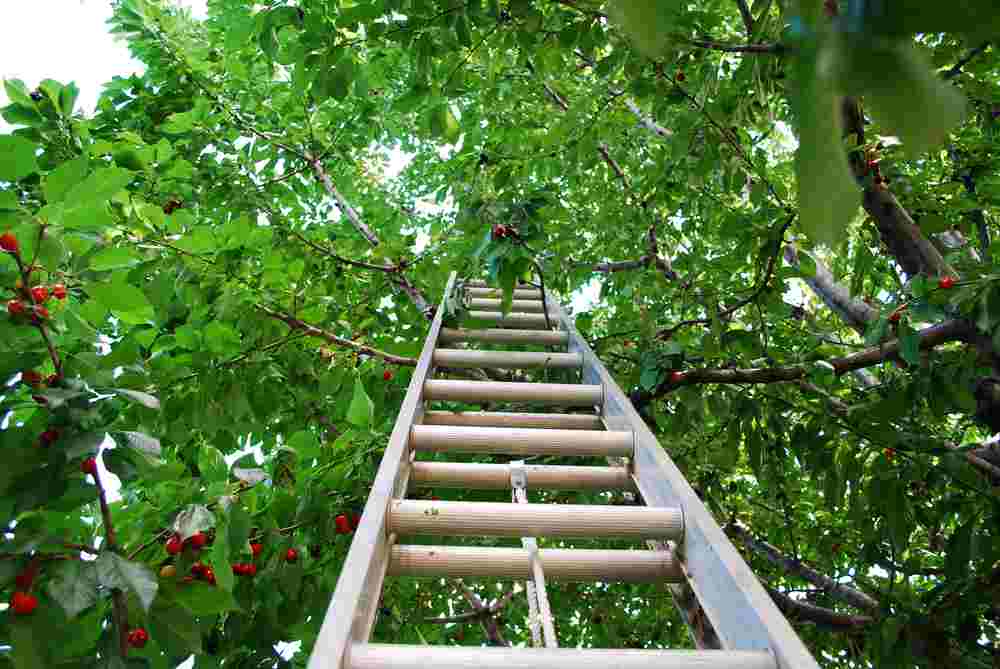 How to Secure a Ladder on Rough Surfaces? Ladder Feed