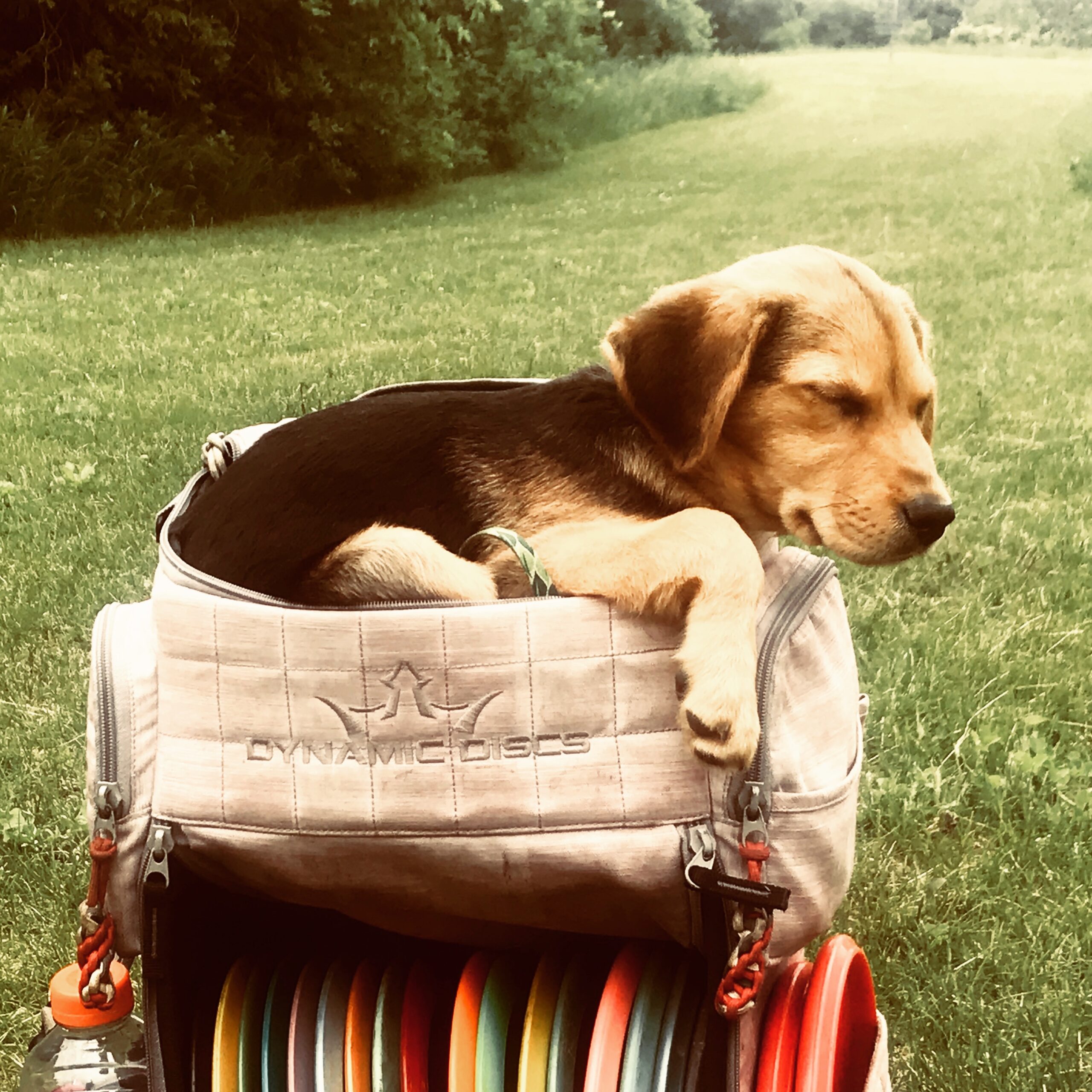 Disc Golf With Your Dog! Disc Dogs Frisbee Golf Dog Dog Disc